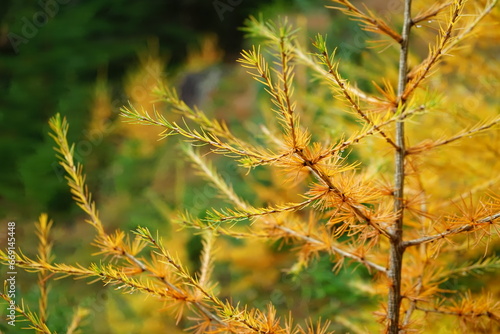 Parc Naziunal Svizzer close up of autumn spar leaves in focus photo