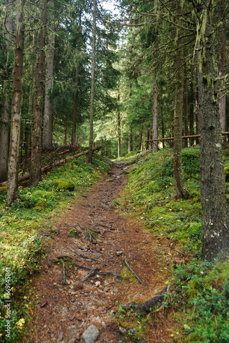 Parc Naziunal Svizzer vertical pictures of a path in the woods in the swiss national park, engadin, schweiz