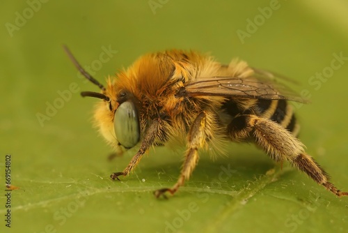 Closeup of a cute small fluffy male solitary Green-eyed Flower Bee, Anthophora bimaculata, sitting on a flower photo