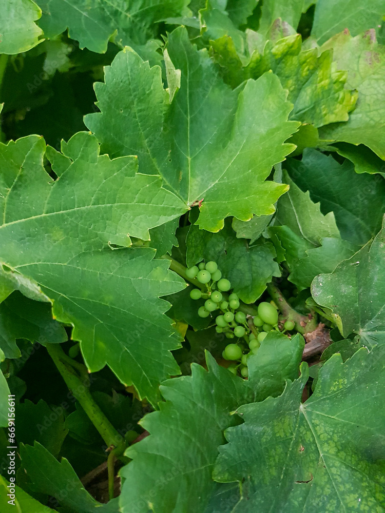 A bunch of grapes growing in his vineyard A bunch of grapes growing in his vineyard