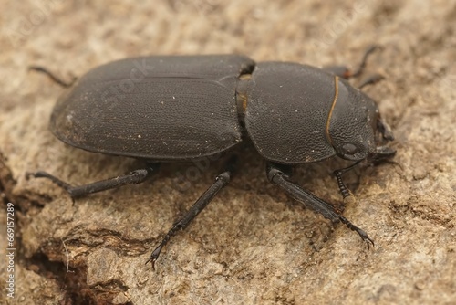 Closeup of the lesser stag beetle, Dorcus parallelipipedus in Gard, France © Henk