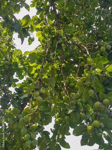 Unripe plums on a branch of a plum tree