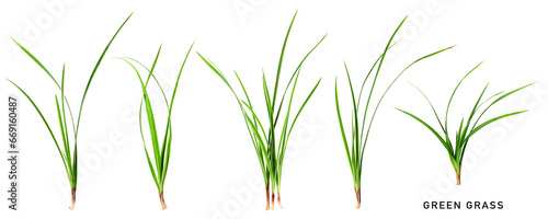 Green grass collection isolated. PNG with transparent background. Flat lay. Without shadow. photo