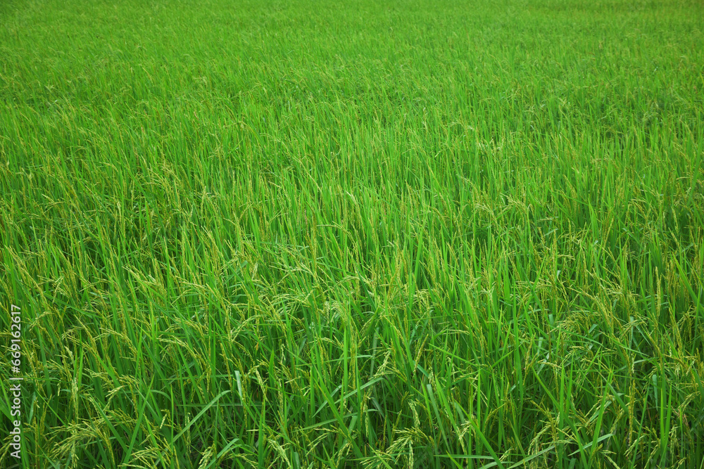 green grass in the field green grass in the field