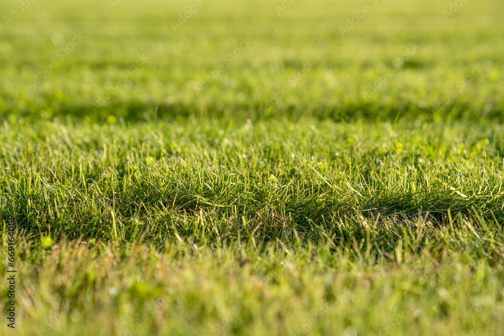Closeup freshly mowed lawn with stripes on green grass from lawn mower on field. Natural greenery texture, stripes after mowing. Field for training football pitch, Golf Courses, green lawn pattern.