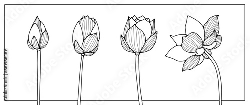 Outline of four different lotus flowers on a white background. Flowers for coloring books, publications in books and magazines.