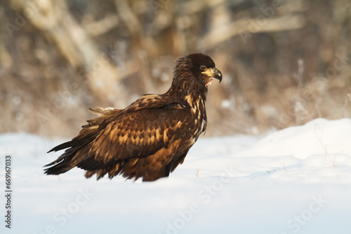 Birds of prey - Majestic predator White-tailed eagle, Haliaeetus albicilla in Poland wild nature 