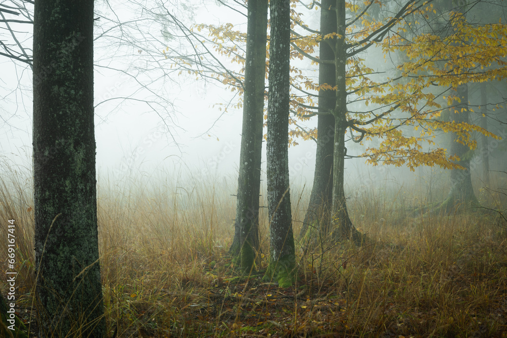 Autumn landscape misty foggy day in Knyszyn Primeval Forest, Poland Europa, early morning, sunrise in misty forest