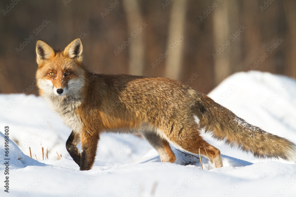 Mammals - Fox Vulpes vulpes in natural scenery, Poland Europe, animal walking among winter meadow in snow	
