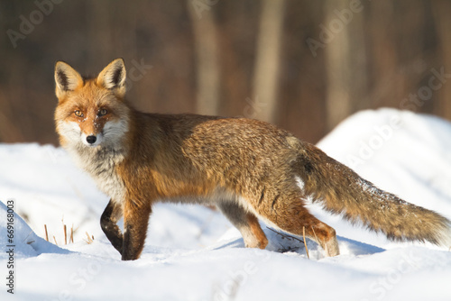 Mammals - Fox Vulpes vulpes in natural scenery, Poland Europe, animal walking among winter meadow in snow 