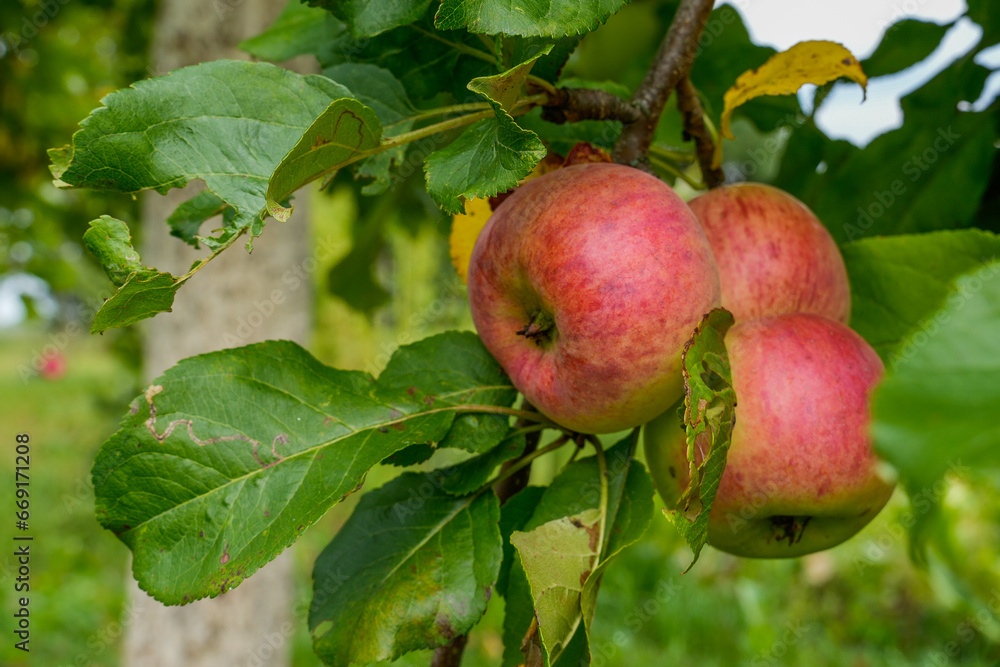 Farmer's organic produce filled with natural energy. Red apples on tree ready for picking. Ripe fruit of red apples in summer orchard. Selective focus. Farmer's organic produce filled with natural energy. Red apples on tree ready for picking. Ripe fruit of red apples in summer orchard. Selective focus.