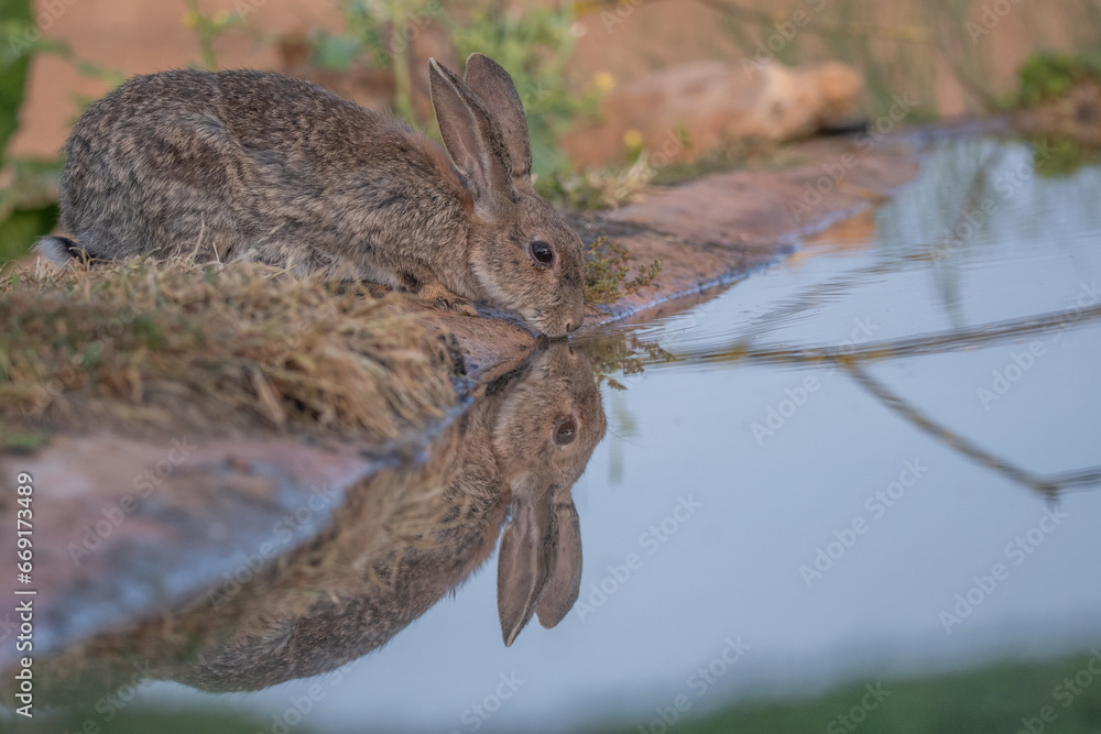 lapin lapin