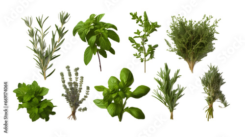 Fresh mediterranean herbs