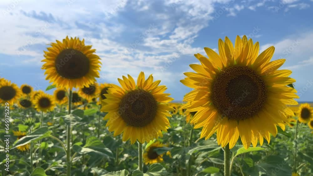 A field of flowering sunflowers at sunset. Beautiful panoramic view of the sunflower field in the rays of the setting sun. Yellow sunflower close-up. Summer landscape with sunset and blooming meadow. A field of flowering sunflowers at sunset. Beautiful panoramic view of the sunflower field in the rays of the setting sun. Yellow sunflower close-up. Summer landscape with sunset and blooming meadow.