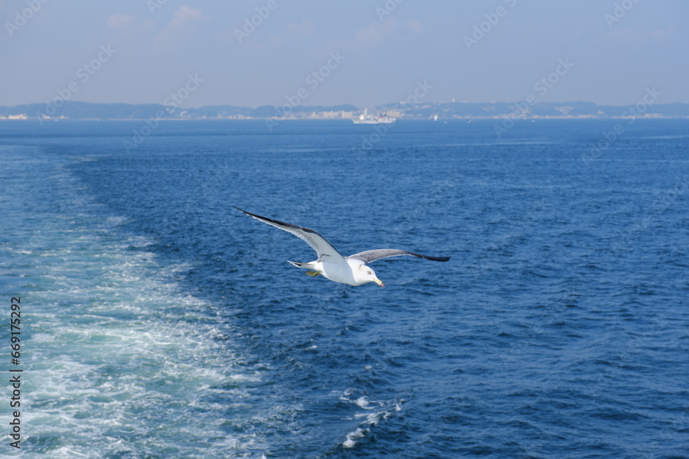 Fototapeta premium 東京湾とカモメ Tokyo Bay and Seagulls