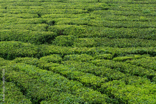 Munnar , India - 28 September 2023, Background view of tea field At Munnar Kerala state photo