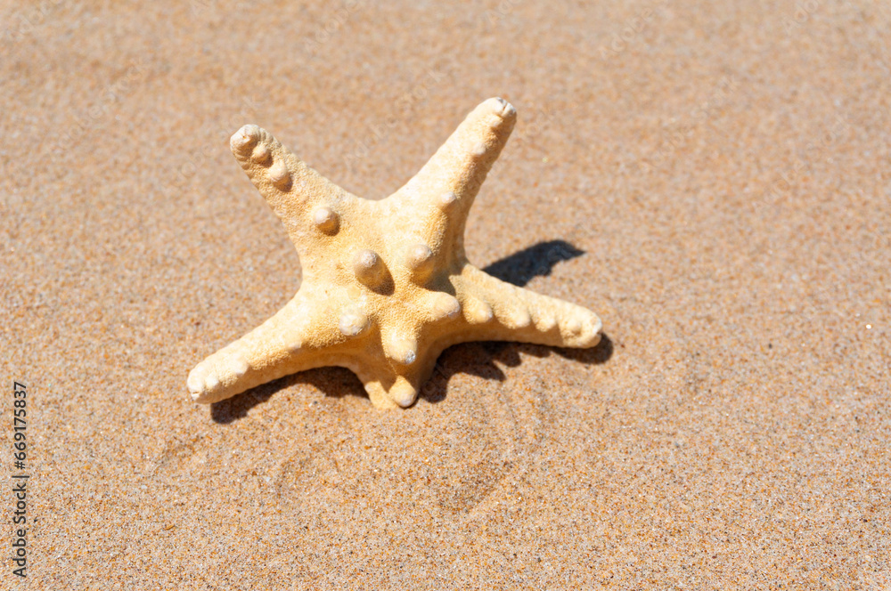 close-up of a beautiful seastar, showcasing the intricate details and vibrant colors of this marine wonder close-up of a beautiful seastar, showcasing the intricate details and vibrant colors of this marine wonder