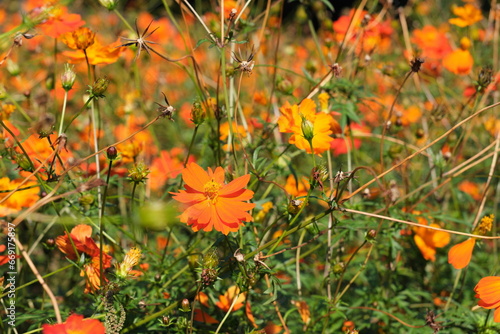                                                                       Orange cosmos  Kurihama Hananokuni  Yokosuka City