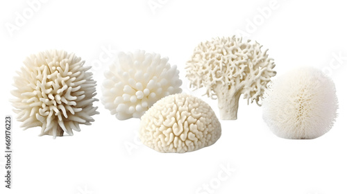 Various beautiful corals