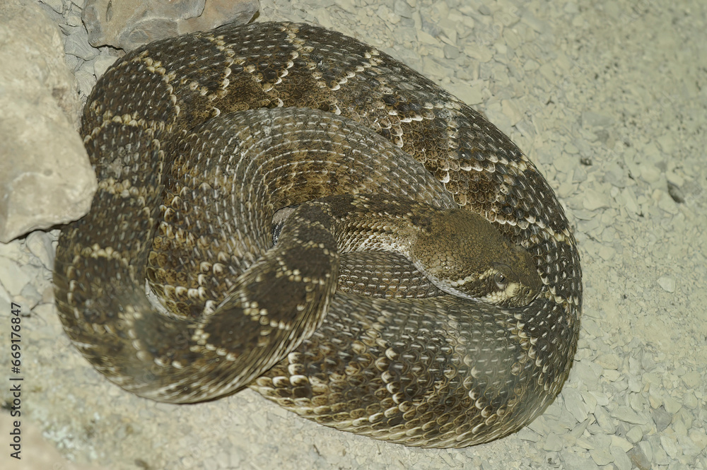 Closeup on a curled Texas or Western diamondback, rattlesnake, Crotalus atrox Closeup on a curled Texas or Western diamondback, rattlesnake, Crotalus atrox