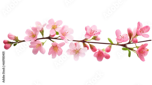 Pink wax flower twigs © Store4FUN