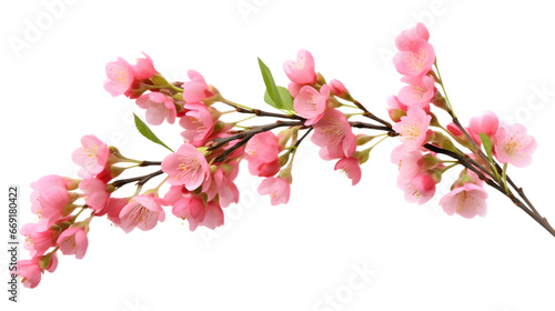 Pink wax flower twigs