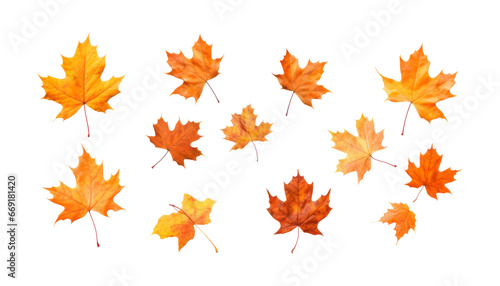 flying autumn leaves isolated on transparent background cutout