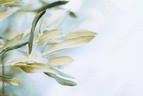 Close-up sur les feuilles d'un olivier et arrière plan flou	