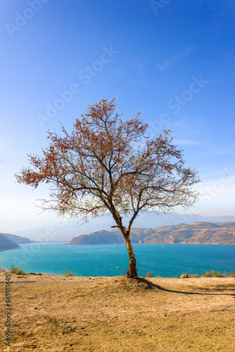 Autumn tree against the background of the blue Charvak reservoir. Autumn landscape. Uzbekistan, October 2023