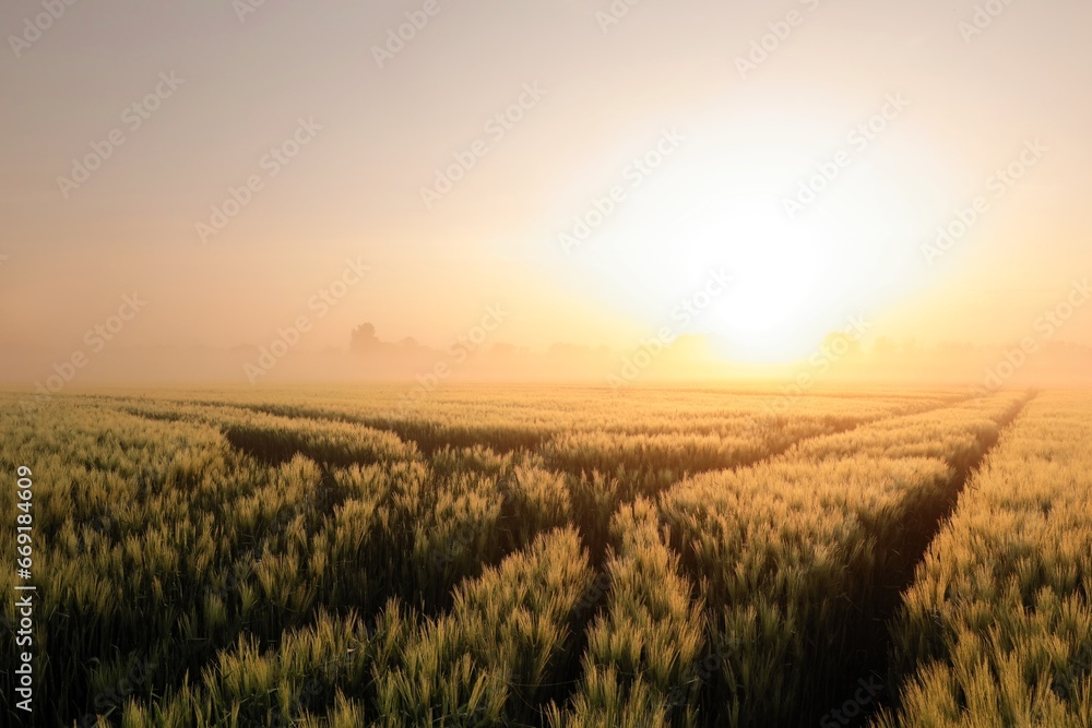 Spring landscape, dirt road in grain field at sunrise