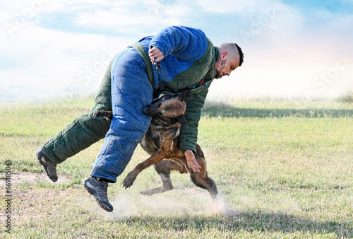 training of belgian shepherd