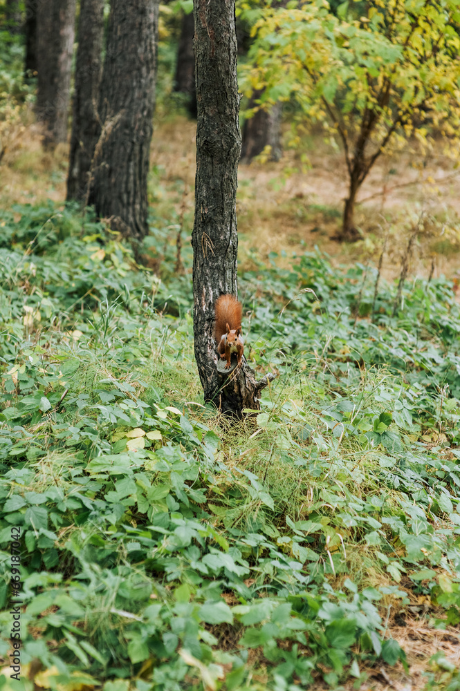 A small beautiful orange squirrel sits on a tree in the forest in nature. Animal photography A small beautiful orange squirrel sits on a tree in the forest in nature. Animal photography
