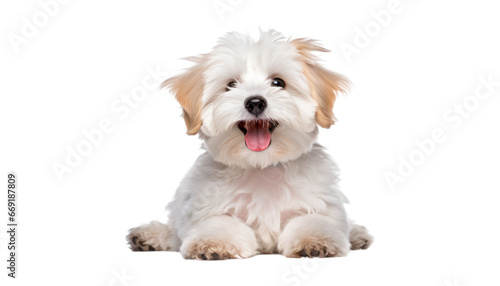 white puppy isolated on transparent background cutout
