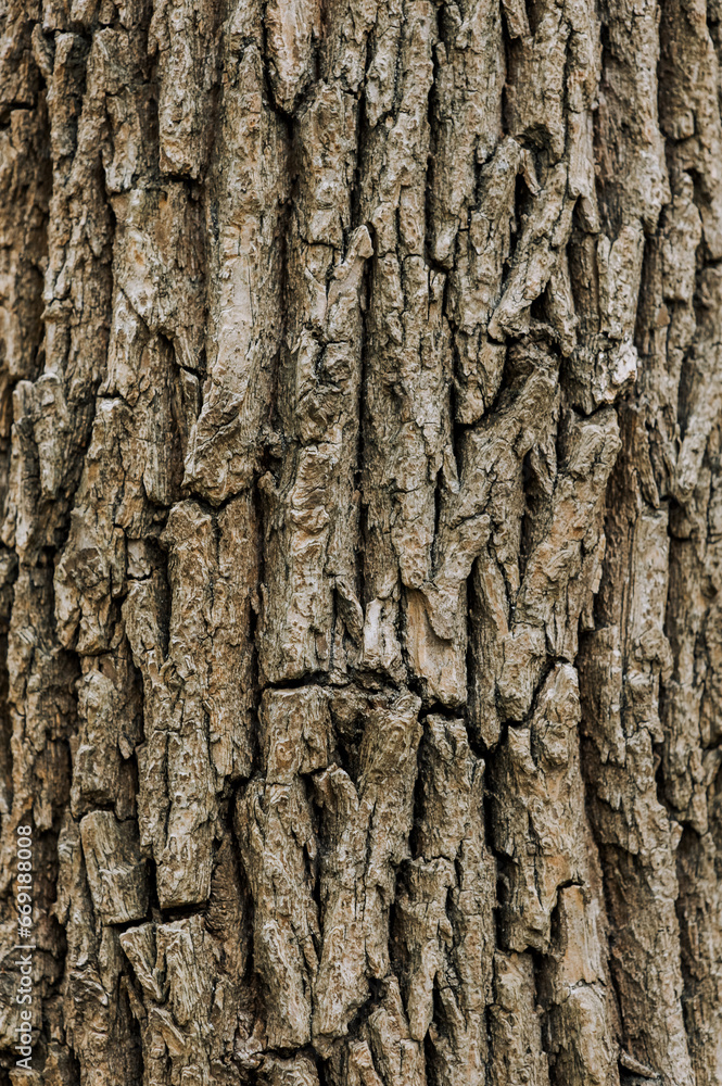Background, texture of brown tree bark. Nature photography, abstraction, close-up. Background, texture of brown tree bark. Nature photography, abstraction, close-up.
