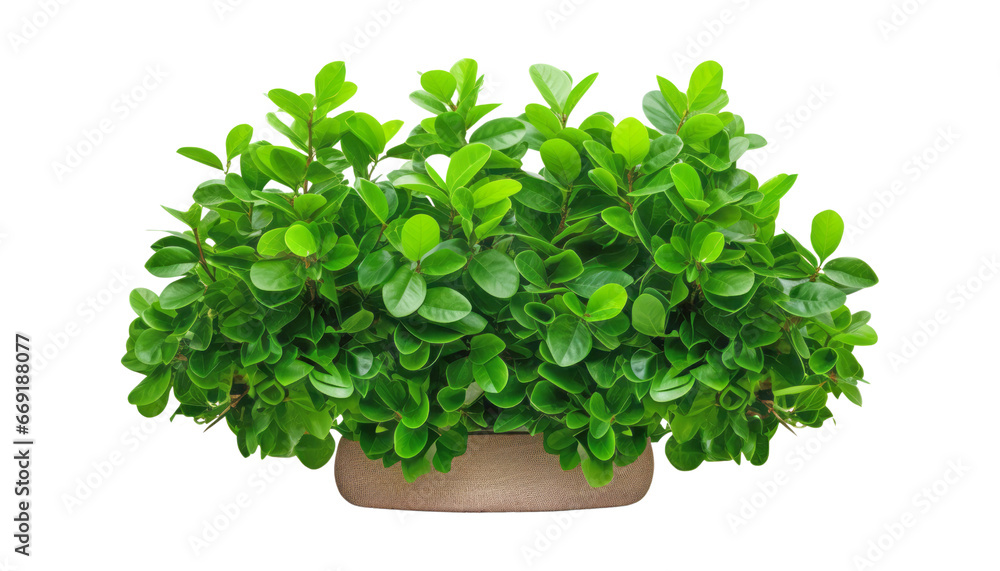 Obraz premium plant in a pot isolated on transparent background cutout