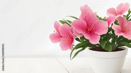 pink tulips in a pot