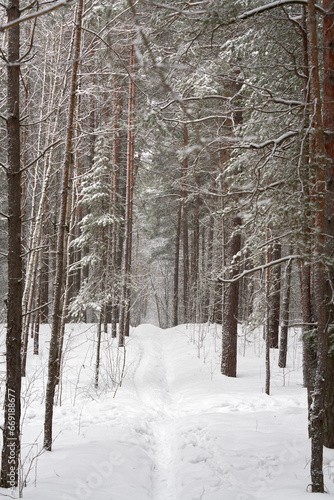 Picturesque winter landscape. A narrow path in snowdrifts winds between trees with frost-covered branches in a pine forest.