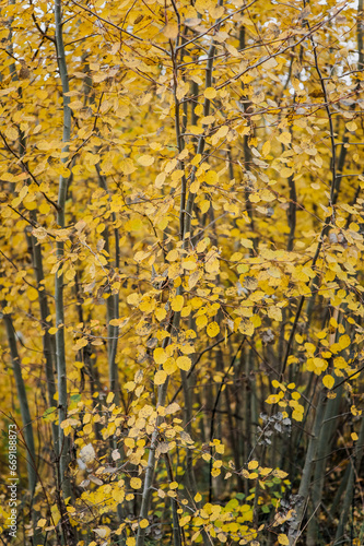 Background  texture of yellow leaves of an aspen tree in a forest in nature.