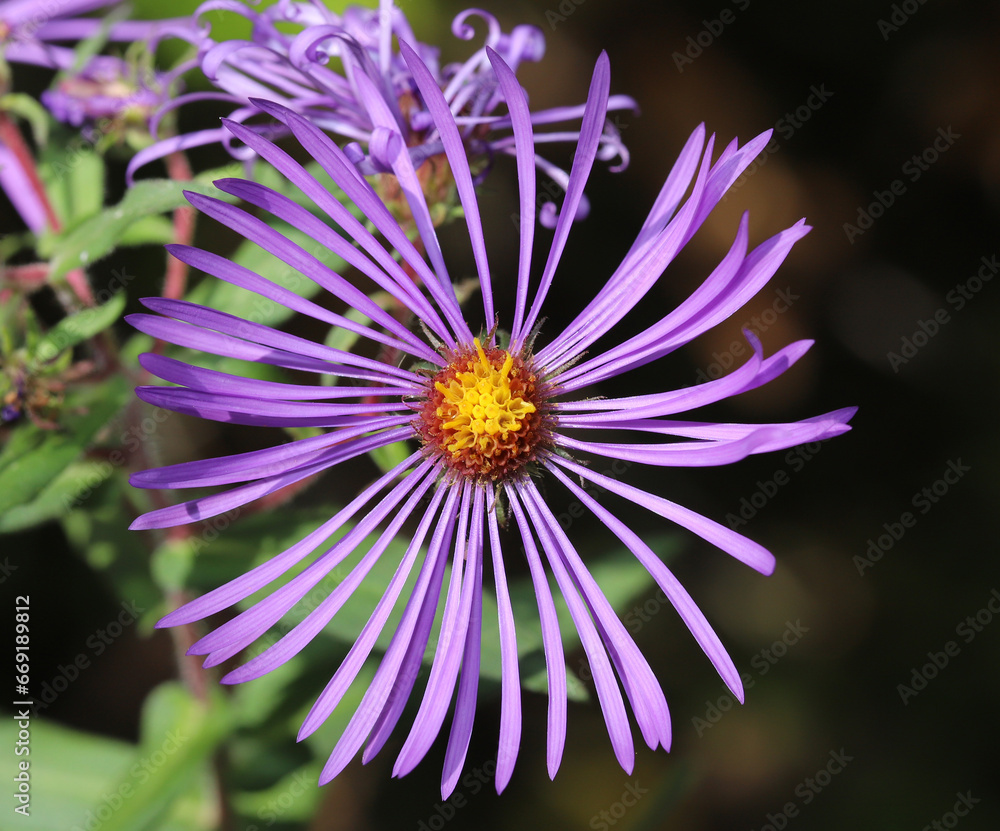 Close-up of a New England Aster (Symphyotrichum novae-angliae) flower showing the long purple ray florets and the yellow disc florets at the center of the flower. Close-up of a New England Aster (Symphyotrichum novae-angliae) flower showing the long purple ray florets and the yellow disc florets at the center of the flower.
