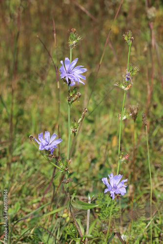 Three pale blue flowers growing on the stems of Chicory (Cichorium intybus) plants in northeast Ohio. Chicory is introduced to North America, and has many uses as a food for humans and livestock. 