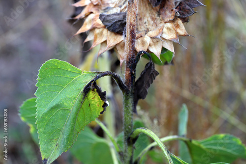 Sunflower plant infected with pathogenic bacteria - Bacterial stalk rot Pectobacterium carotovorum, subsp. carotovorum and P. atrosepticum. photo