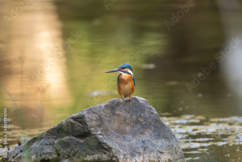 Common kingfisher, Eurasian kingfisher, river kingfisher  - Alcedo atthis on stone with yellow - green water in background. Photo from Ranthambore National Park, Rajasthan, India. photo