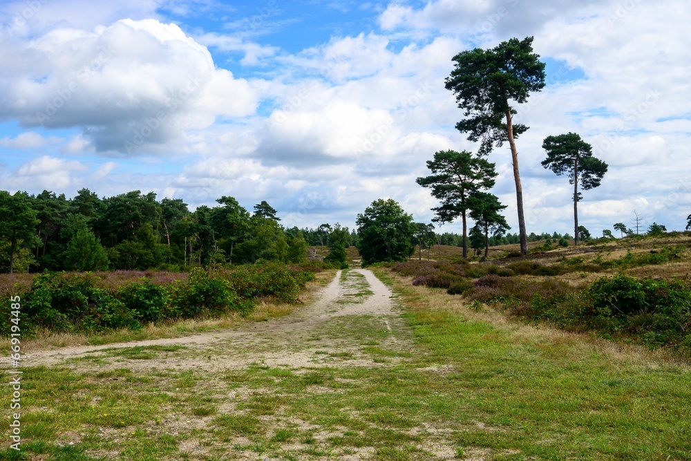 Road alongside the green trees under the cloudyt blue sky in the De Maasduinen National Park Road alongside the green trees under the cloudyt blue sky in the De Maasduinen National Park