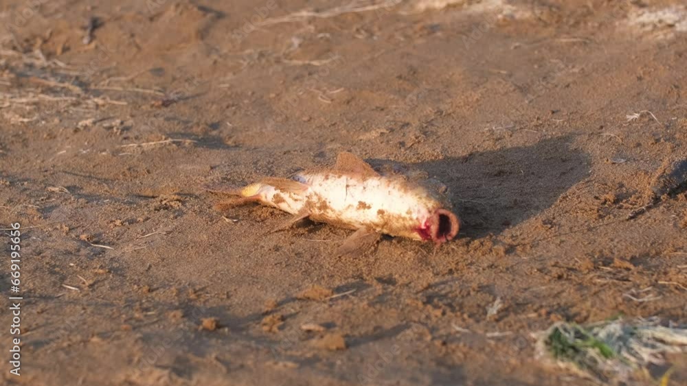 Caught fish twitching on the shore. Fishing on the river, the fisherman caught the fish with a