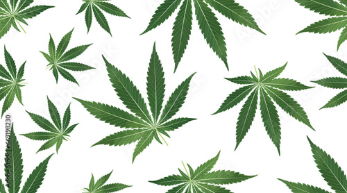Seamless pattern vector green cannabis leaves on a white background transparent background image Illustration of marijuana leaves