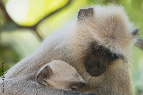 Wallpaper Mural northern plains gray langurs, sacred langurs, Bengal sacred langurs, Hanuman langurs - Semnopithecus entellus portrait of mother with baby. Photo from Ranthambore Fort in Rajasthan, India. Torontodigital.ca