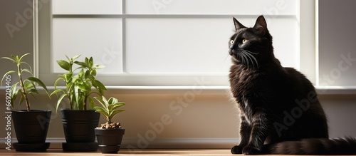 Side view of black cat eating food in feeding bowl with white wall background. warm look