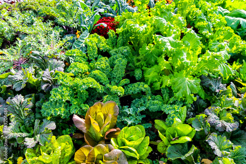 Autumn Field with green vegetable foliage
