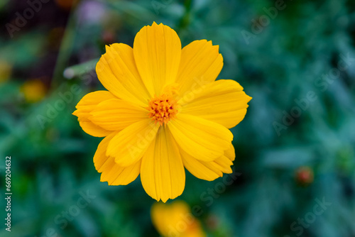 Closeup of yellow tickseed flower with blurred greener in background