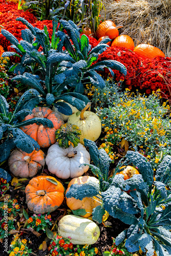 Autumn scene with pumpkins and gourds with colorful mums and green foliage